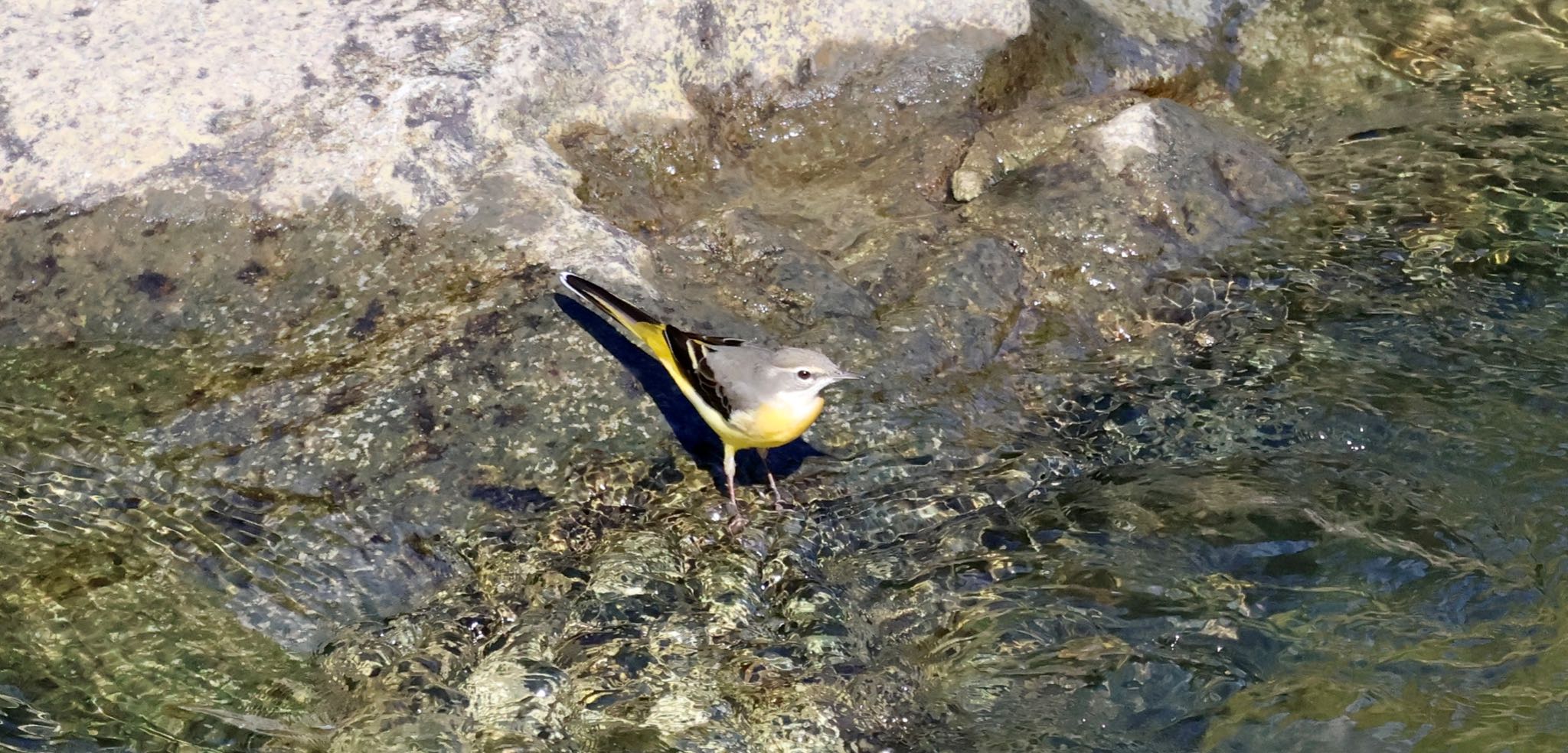 Photo of Grey Wagtail at 武田尾 by 洗濯バサミ