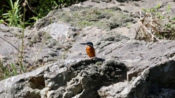 Common Kingfisher 武田尾 Sat, 10/15/2022