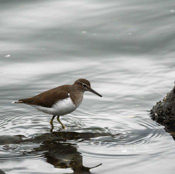 イソシギ 東京港野鳥公園 2022年10月14日(金)