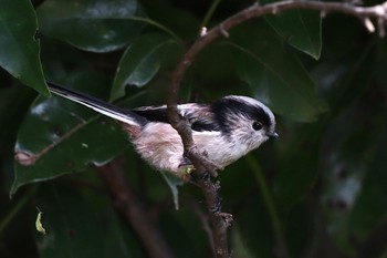 エナガ 東京港野鳥公園 2022年10月16日(日)