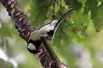 シジュウカラ 東京港野鳥公園 2022年10月16日(日)