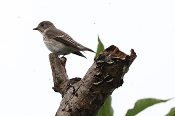 Grey-streaked Flycatcher Tokyo Port Wild Bird Park Sun, 10/16/2022