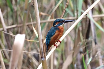 カワセミ 東京港野鳥公園 2022年10月16日(日)