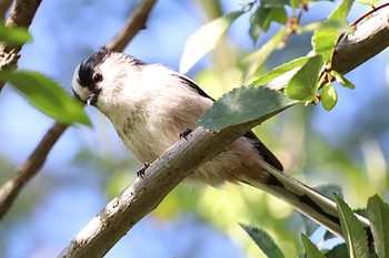 Long-tailed Tit Tokyo Port Wild Bird Park Sun, 10/16/2022