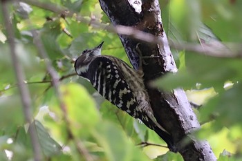 Japanese Pygmy Woodpecker Tokyo Port Wild Bird Park Sun, 10/16/2022