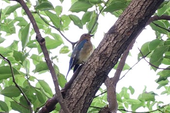 Blue-and-white Flycatcher Tokyo Port Wild Bird Park Sun, 10/16/2022