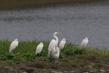 Great Egret Tokyo Port Wild Bird Park Sun, 10/16/2022