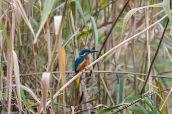 カワセミ 東京港野鳥公園 2022年10月16日(日)