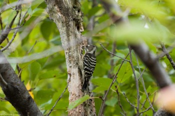 コゲラ 東京港野鳥公園 2022年10月16日(日)