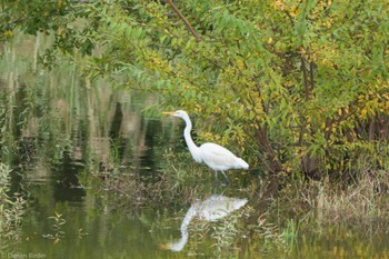 ダイサギ 東京港野鳥公園 2022年10月16日(日)