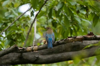 オオルリ 東京港野鳥公園 2022年10月16日(日)