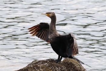 Great Cormorant Tokyo Port Wild Bird Park Sun, 10/16/2022