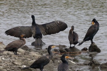 カワウ 東京港野鳥公園 2022年10月16日(日)