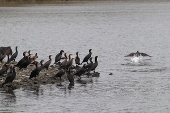 カワウ 東京港野鳥公園 2022年10月16日(日)