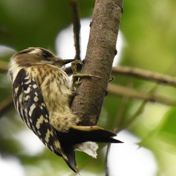 Japanese Pygmy Woodpecker Mizumoto Park Sun, 10/23/2022