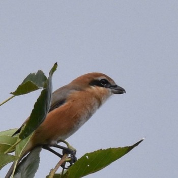 Bull-headed Shrike Mizumoto Park Sun, 10/23/2022