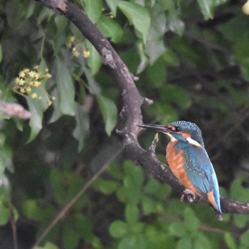 Common Kingfisher Mizumoto Park Sun, 10/23/2022