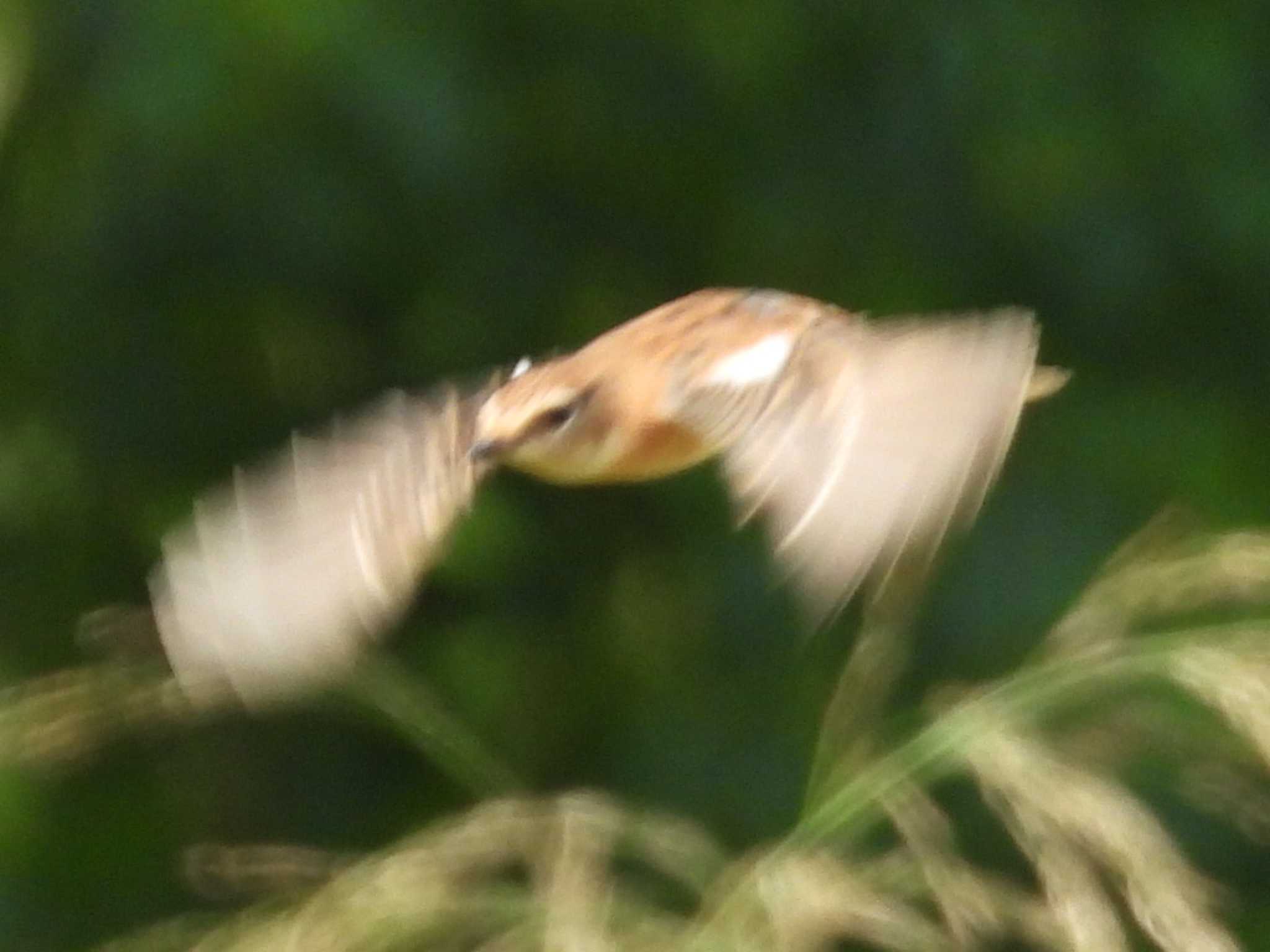 舎人公園 ノビタキの写真 by UTAKAZU自然観察日記