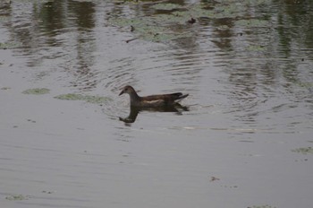 バン 境川遊水地公園 2022年10月16日(日)