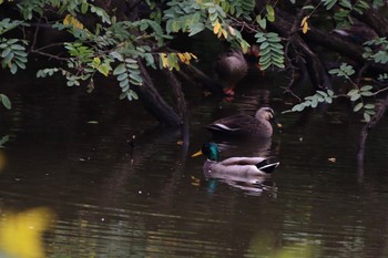 マガモ 東京港野鳥公園 2022年10月16日(日)