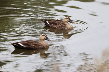 カルガモ 東京港野鳥公園 2022年10月16日(日)