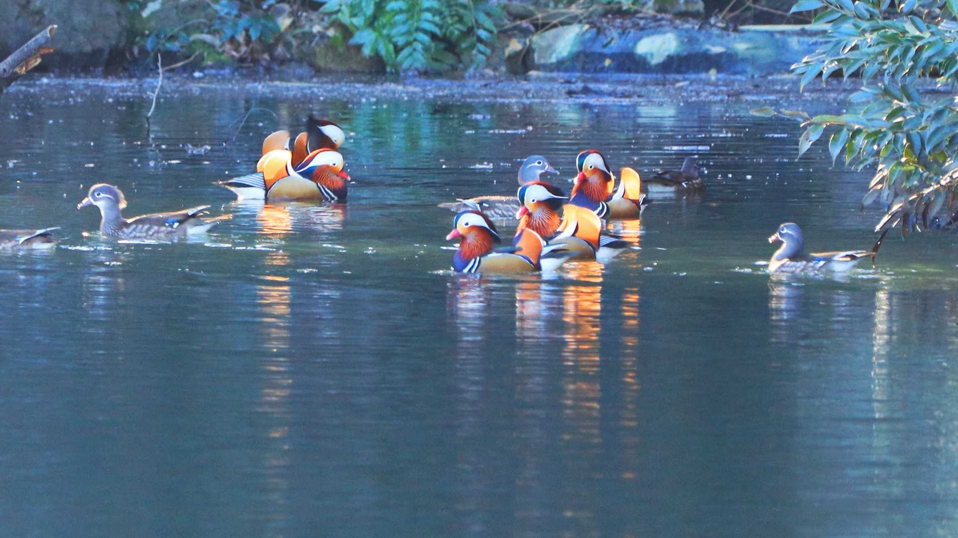 新宿御苑 オシドリの写真 by はれ