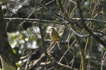 Meadow Bunting 南阿蘇ビジターセンター Wed, 9/18/2019