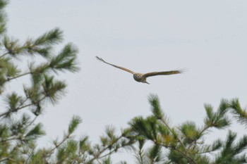 2022年10月15日(土) 舳倉島の野鳥観察記録