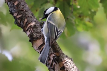 シジュウカラ 東京港野鳥公園 2022年10月16日(日)