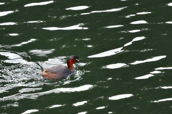 Little Grebe みずがき湖 Sun, 10/16/2022