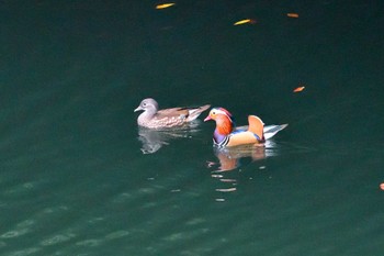 Mandarin Duck みずがき湖 Sun, 10/16/2022