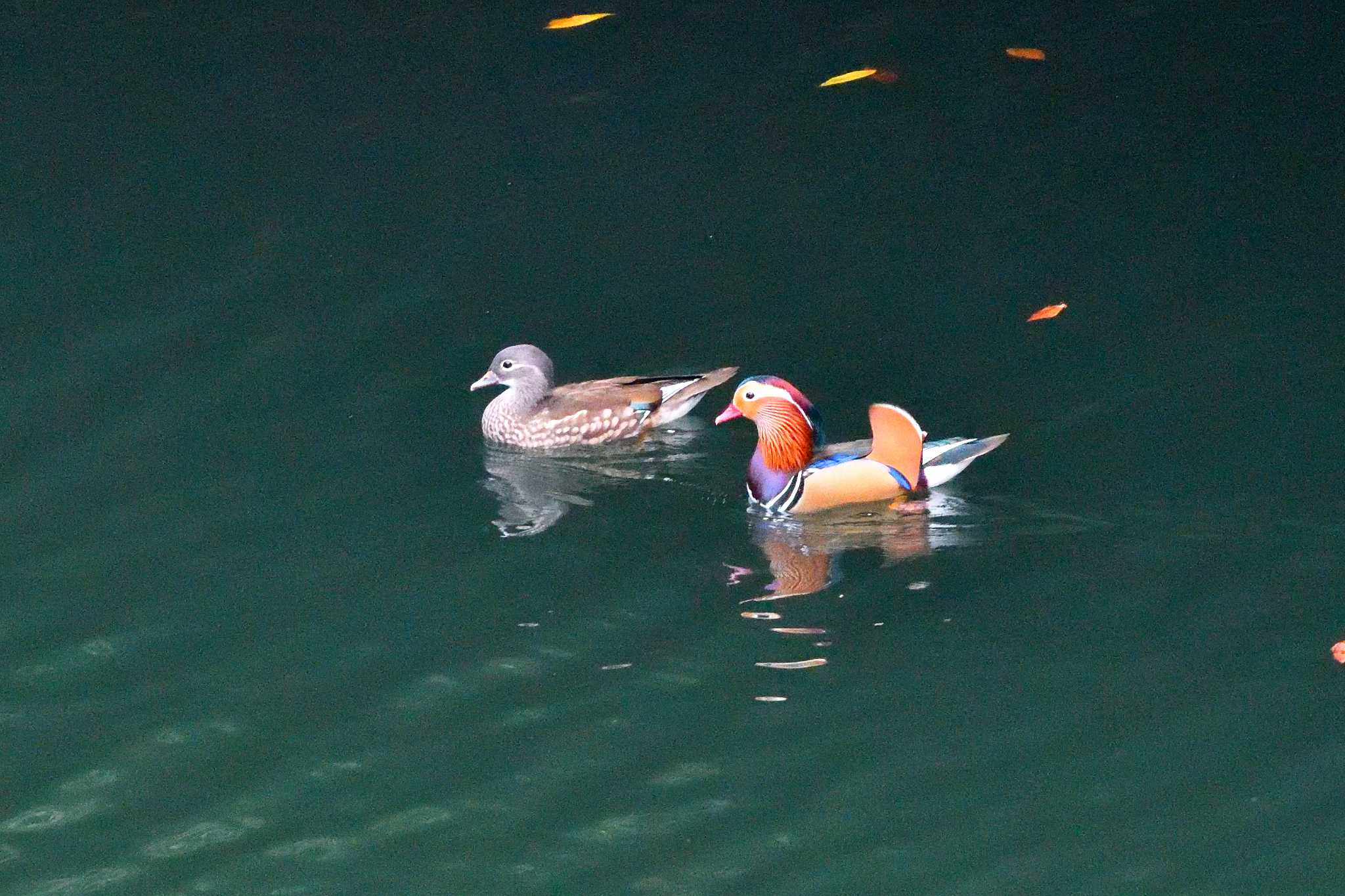 Photo of Mandarin Duck at みずがき湖 by しの