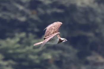 Osprey Unknown Spots Sat, 10/15/2022