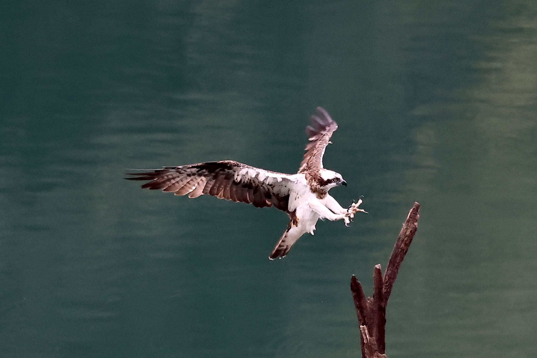 Photo of Osprey at  by ささりん