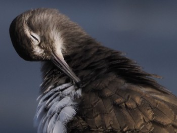 イソシギ 東京港野鳥公園 2022年10月16日(日)