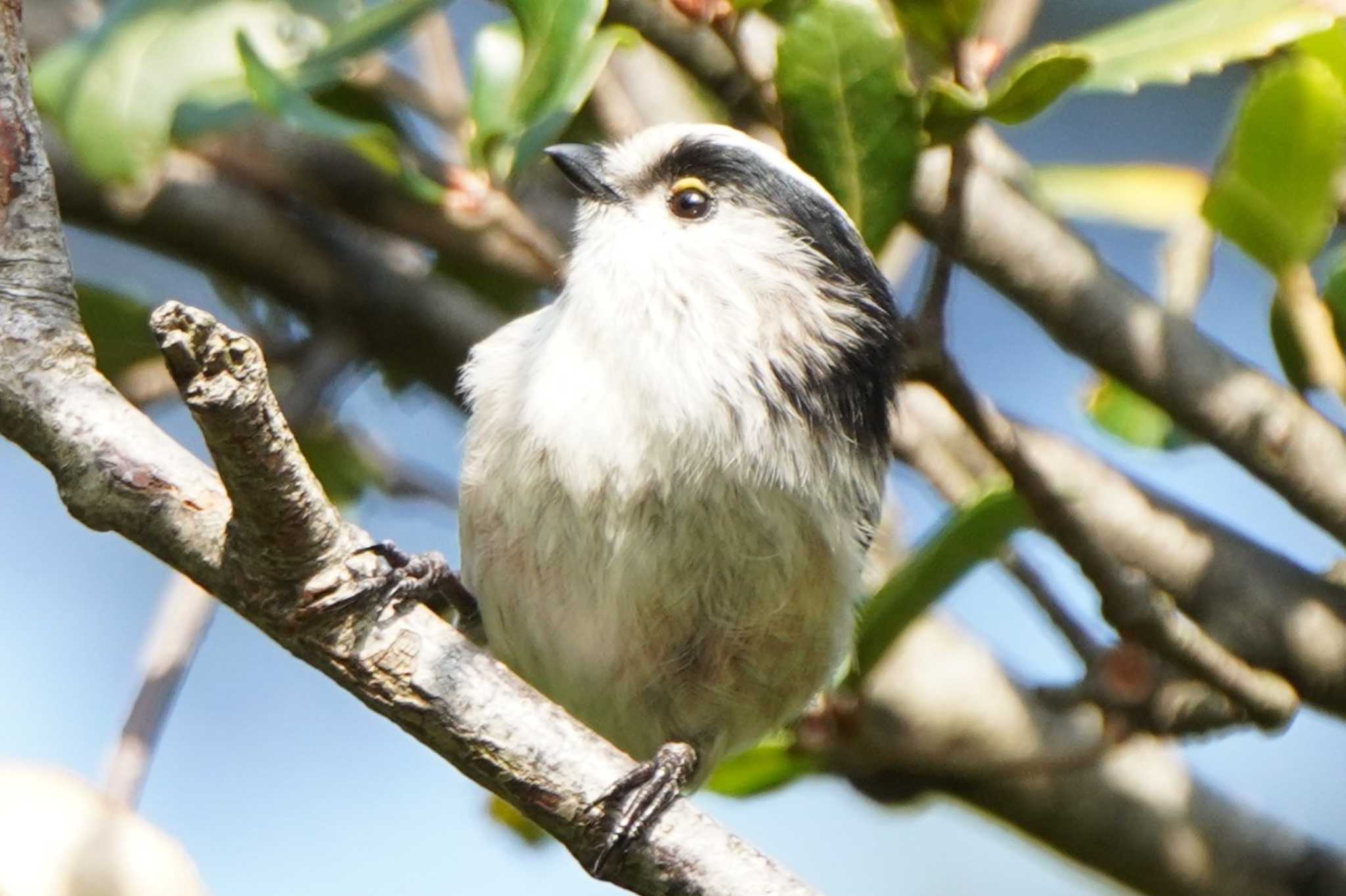 Photo of Long-tailed Tit at Tokyo Port Wild Bird Park by ace