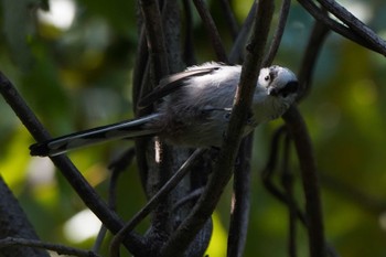 エナガ 東京港野鳥公園 2022年10月16日(日)