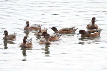 ヒドリガモ 東京港野鳥公園 2022年10月16日(日)