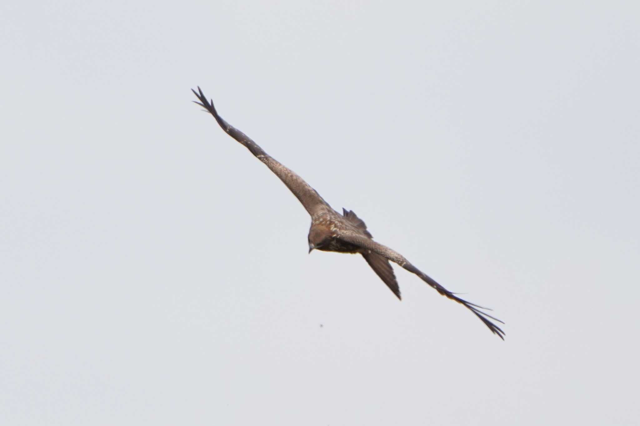 東京港野鳥公園 トビの写真 by ace