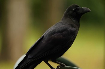 ハシブトガラス 東京港野鳥公園 2022年10月16日(日)