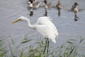 ダイサギ 東京港野鳥公園 2022年10月16日(日)