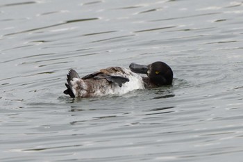 キンクロハジロ 東京港野鳥公園 2022年10月16日(日)