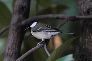 シジュウカラ 東京港野鳥公園 2022年10月16日(日)