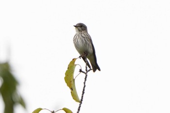 エゾビタキ 東京港野鳥公園 2022年10月16日(日)