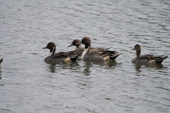 オナガガモ 東京港野鳥公園 2022年10月16日(日)