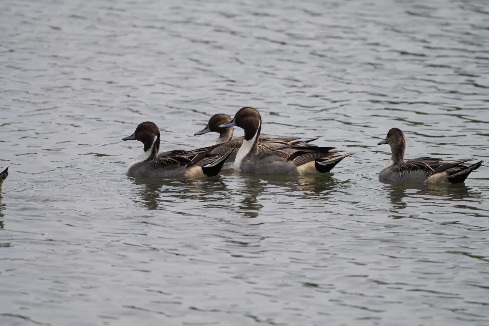 Photo of Northern Pintail at Tokyo Port Wild Bird Park by ace