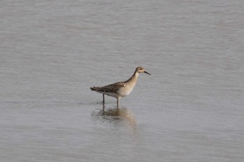 Ruff いしかり調整池(石狩調整池) Sat, 9/17/2022