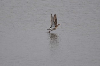 Ruff いしかり調整池(石狩調整池) Sat, 9/17/2022