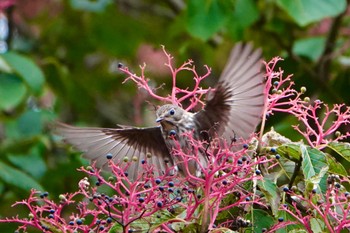 Sun, 10/16/2022 Birding report at 東京都立桜ヶ丘公園(聖蹟桜ヶ丘)