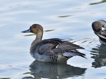 オナガガモ 東京港野鳥公園 2022年10月16日(日)